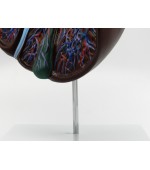 Human liver model - sectioned (code S33)