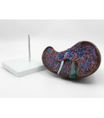 Human liver model - sectioned (code S33)
