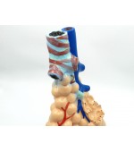 Pulmonary alveoli model (code S34)