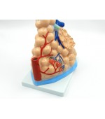 Pulmonary alveoli model (code S34)