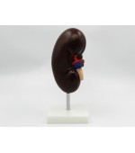 Human kidney model - 2 parts (code S35)