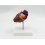 Human heart model - 2 parts (code S36)