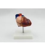Human heart model - 2 parts (code S36)