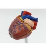 Human heart model - 2 parts (code S36)