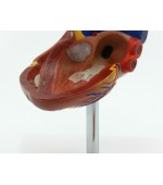 Human heart model - 2 parts (code S36)