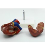 Human heart model - 2 parts (code S36)
