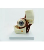 Human eye model (code S38)