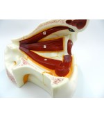 Human eye model (code S38)
