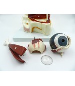 Human eye model (code S38)