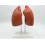 Human lung model - 4 parts (code S39)