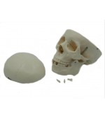 Human skull - life size (code S40)