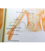 Chinese Acupuncture and Moxibustion (cod C93)