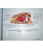 Acupuncture China`s wonder therapy (cod C74)