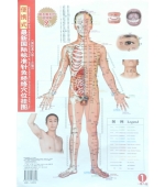 Set planse acupunctura corp barbat - dimensiune mica (cod H13-1)