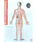 Set planse acupunctura corp barbat - dimensiune mica (cod H13-1)