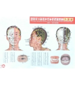 Set planse acupunctura corp barbat - dimensiune mica (cod H13-1)