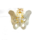 Vertebral column with pelvis and femural heads - life size (code S23)