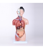 Trunchi uman feminin cu organele interne - 42 cm (cod S32-1)