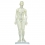 48 cm Female study model for acupuncture (code S13)