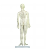 48 cm Female study model for acupuncture (code S13)