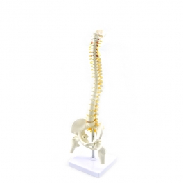 Coloana vertebrala cu pelvis si capete femurale  - marime naturala (cod S23-1)