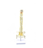 Coloana vertebrala cu pelvis si capete femurale  - marime naturala (cod S23-1)