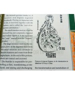 CHINESE PHYSICAL EXERCISES AND HEALTH CARE(cod C81)