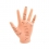 Hand study model for acupuncture (code S01)