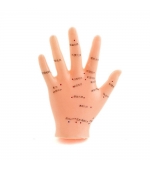 Hand study model for acupuncture (code S01)