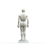 Mulaj de studiu acupunctura barbat 50 cm (cod S09)