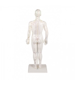 60 cm Male study model for acupuncture (code S10)