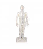 60 cm Male study model for acupuncture (code S10)