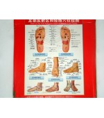 Plansa picior pentru reflexoterapie si acupunctura (cod H3)