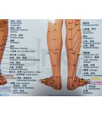 Plansa picior si gamba pentru reflexoterapie si acupunctura (cod H10)