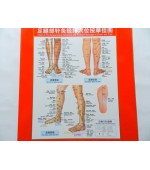 Plansa picior si gamba pentru acupunctura, meridiane si masaj (cod H10)