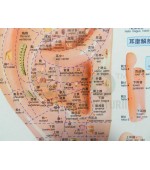Plansa ureche pentru reflexoterapie si acupunctura (cod H4)