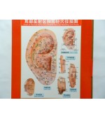 Board for ear reflexology and acupuncture(code H4)