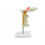 Cervical spine with vertebral artery (code S18)