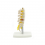Lombar spine with sacrum - miniature (code S19)