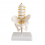 Pelvis cu 5 vertebre lombare - mic (cod S21)