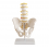 Pelvis with 5 lumbar vertebrae - life size (code S22)