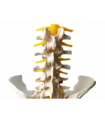 Pelvis with 5 lumbar vertebrae - life size (code S22)
