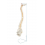 Vertebral column with pelvis and femural heads - life size (code S23)