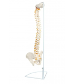 Vertebral column with pelvis and femural heads - life size (code S23)