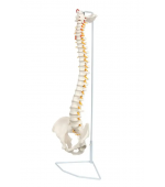 Coloana vertebrala cu pelvis - marime naturala (cod S23)