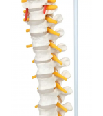Vertebral column with pelvis and femural heads - life size (code S23)