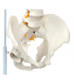Vertebral column with pelvis and femural heads - life size (code S23)