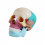 Human skull with colored bones (code S25)