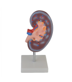 Human kidney model - 2 parts (code S35)