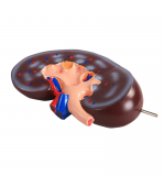Human kidney model - 2 parts (code S35)